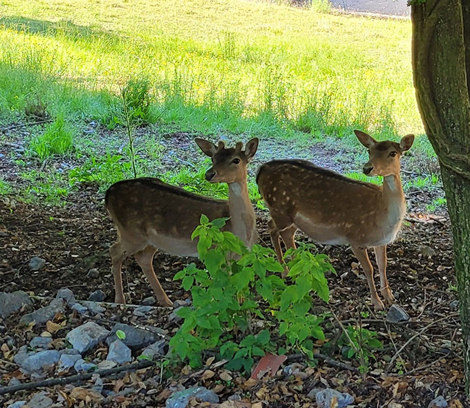 Deer at Lake Endine