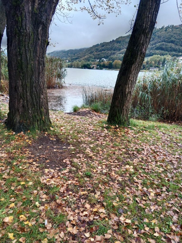 Alberi presso posta Api